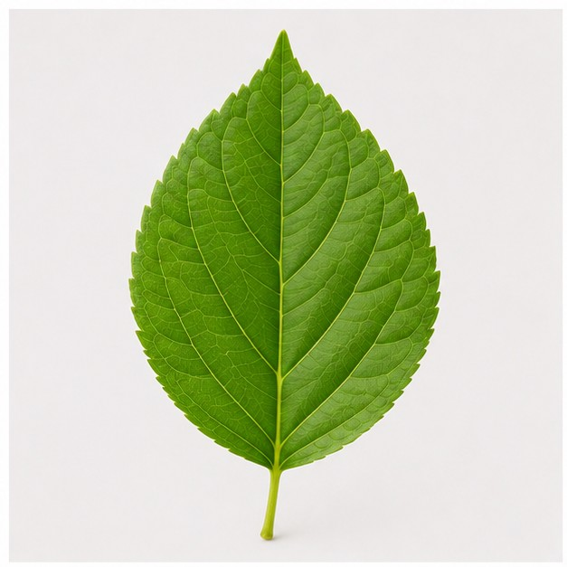 leaf