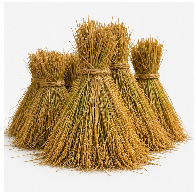harvest time